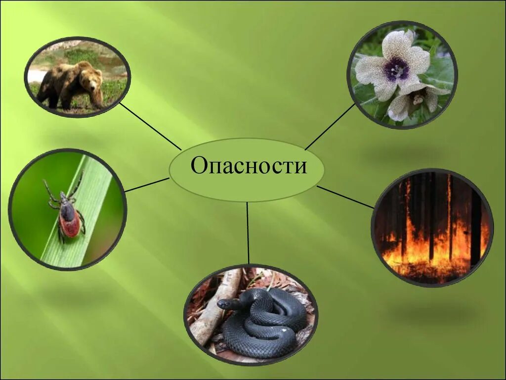 Лесные опасности для человека. Лесные опасности. Опасности в лесу для человека. Опасности подстерегающие в лесу. Проект Лесные опасности.