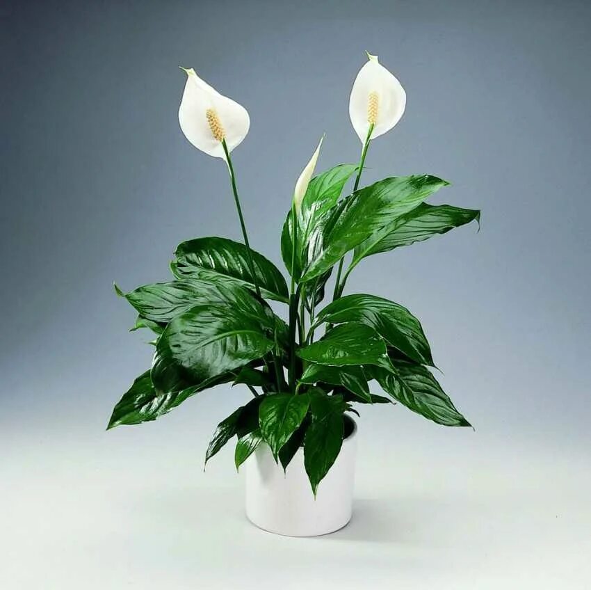 спатифиллум обильноцветущий spathiphyllum floribundum. спатифиллум уоллиса (spathiphyllum wallisii). антуриум красный, спатифиллум. спатифиллум («женское счастье») +антуриум. антуриум цветок.
