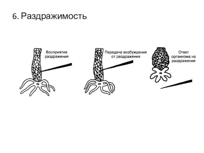 Раздражимость значение этого процесса для человека