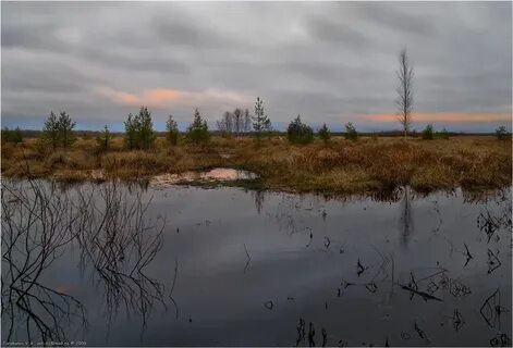 Балтийские болота