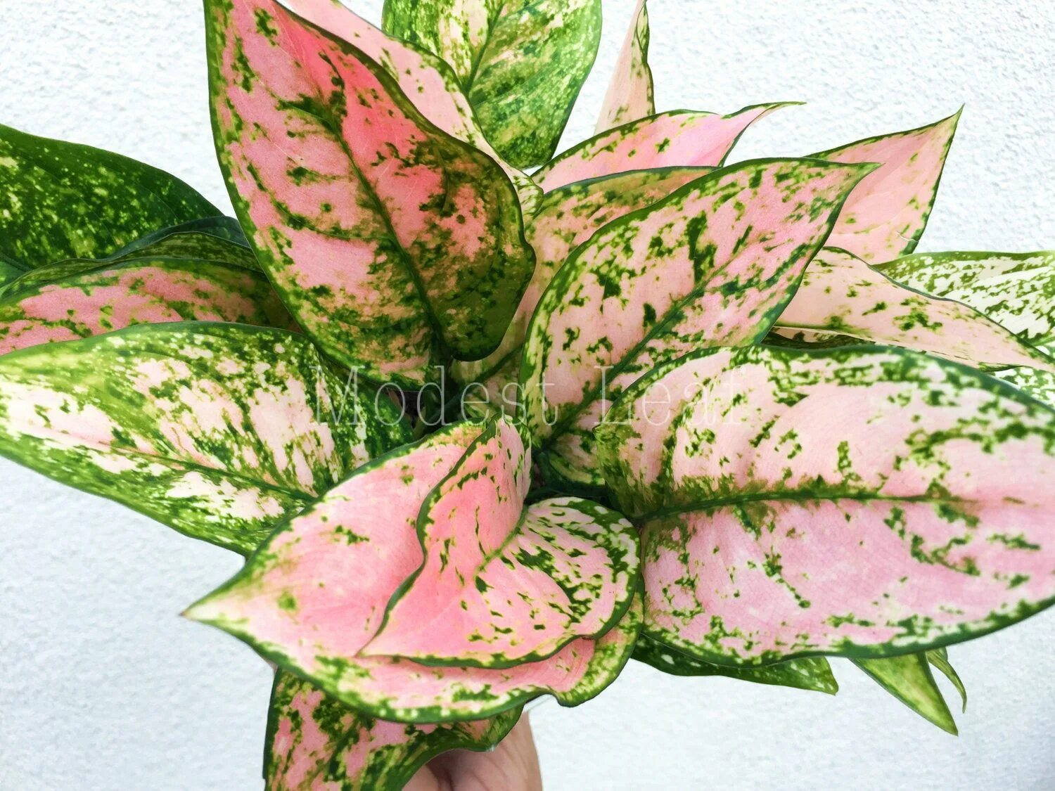 Аглаонема фламинго. Аглаонема пинкат. аглаонема pink. аглаонема пинк aglaonema pink. аглаонема этта роуз.