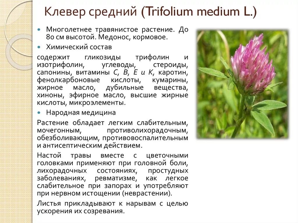 Клевер луговой польза. Клевер лекарственный описание. Клевер красный лекарственные характеристики. Клевер Витязь Луговой. Клевер Витязь Луговой описание.