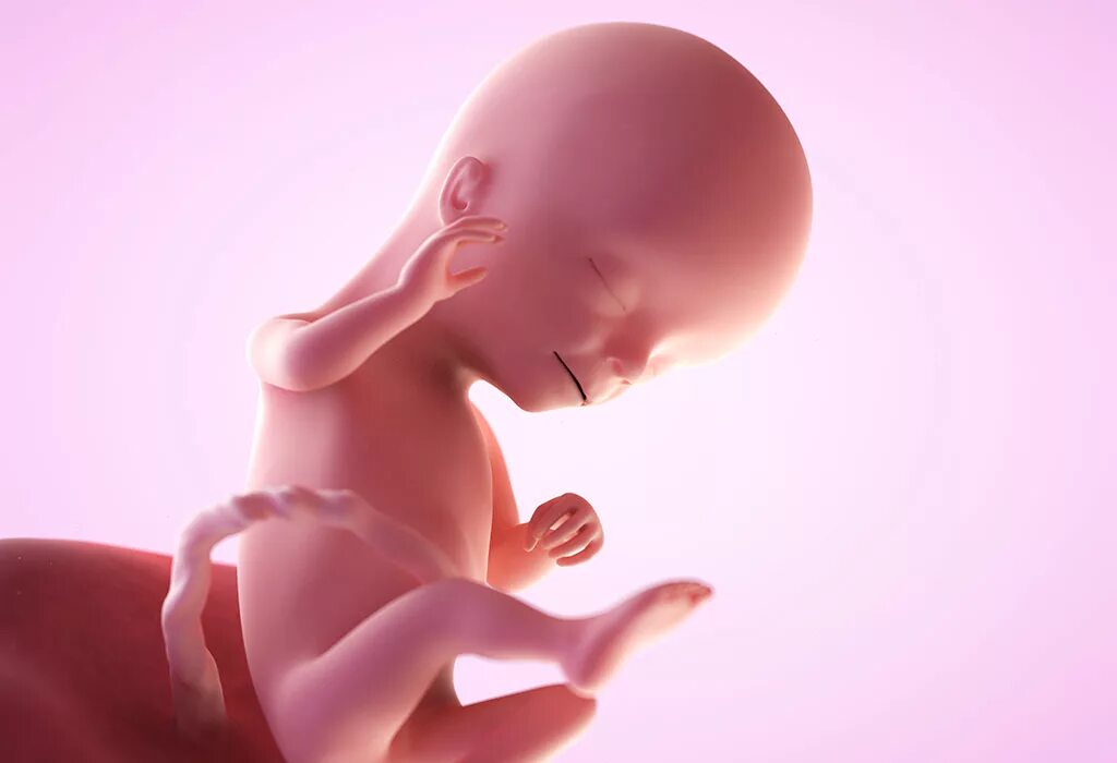 14 неделя б. Ребёнок на 16 неделе беременности. Эмбрион на 16 неделе беременности.