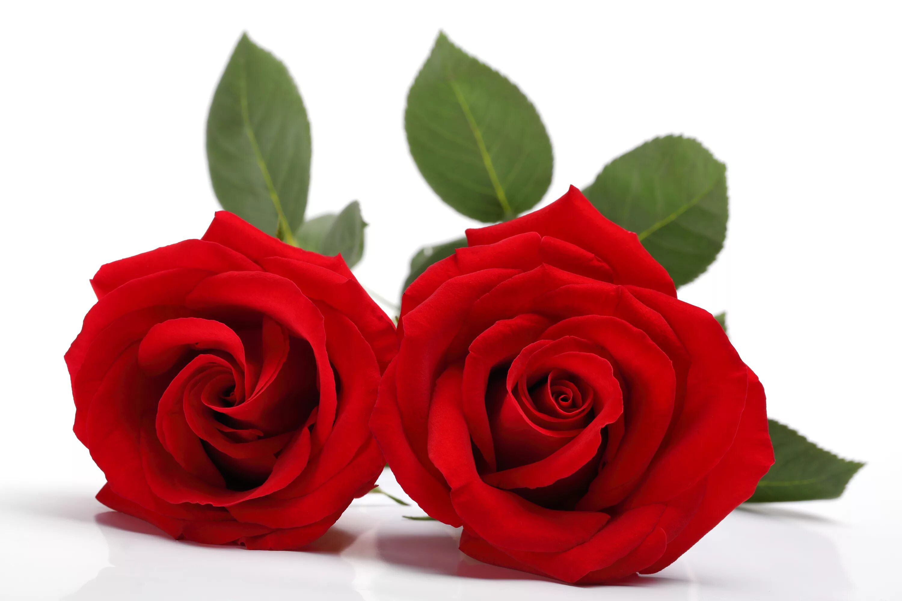 Цветы розы красные. Ред ред Роуз. Роза на белом фоне. Красные розы. Красные розы на белом фоне.