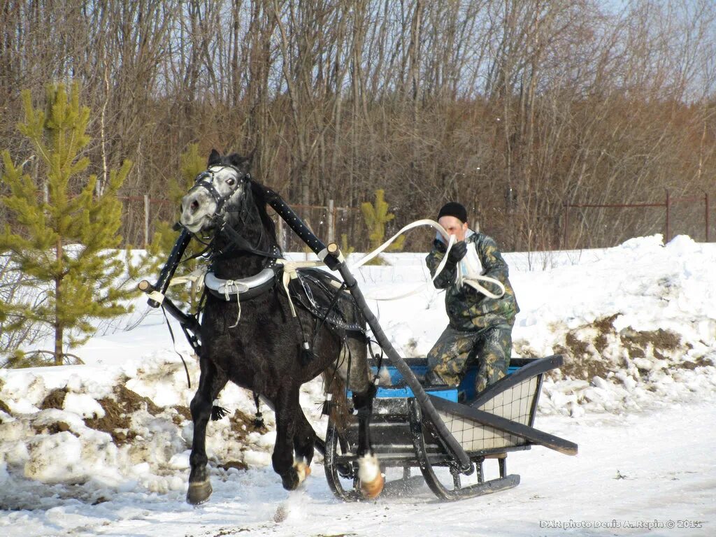 Полиция Ижма. Конные выезды в Ижме. МЧС Ижма. Погода в ижме рп5