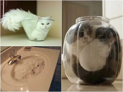 Жидкие кошки