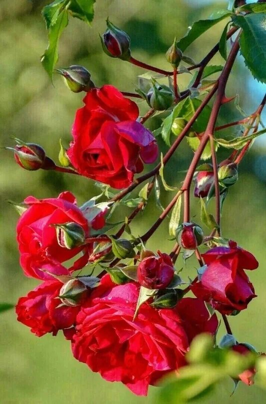 Субботний утренний приветик. Татарские поздравления с добрым утром. Хэерле иртэ картинки красивые свежие. Дусларым туганнарым. Дусларым туганнарым.