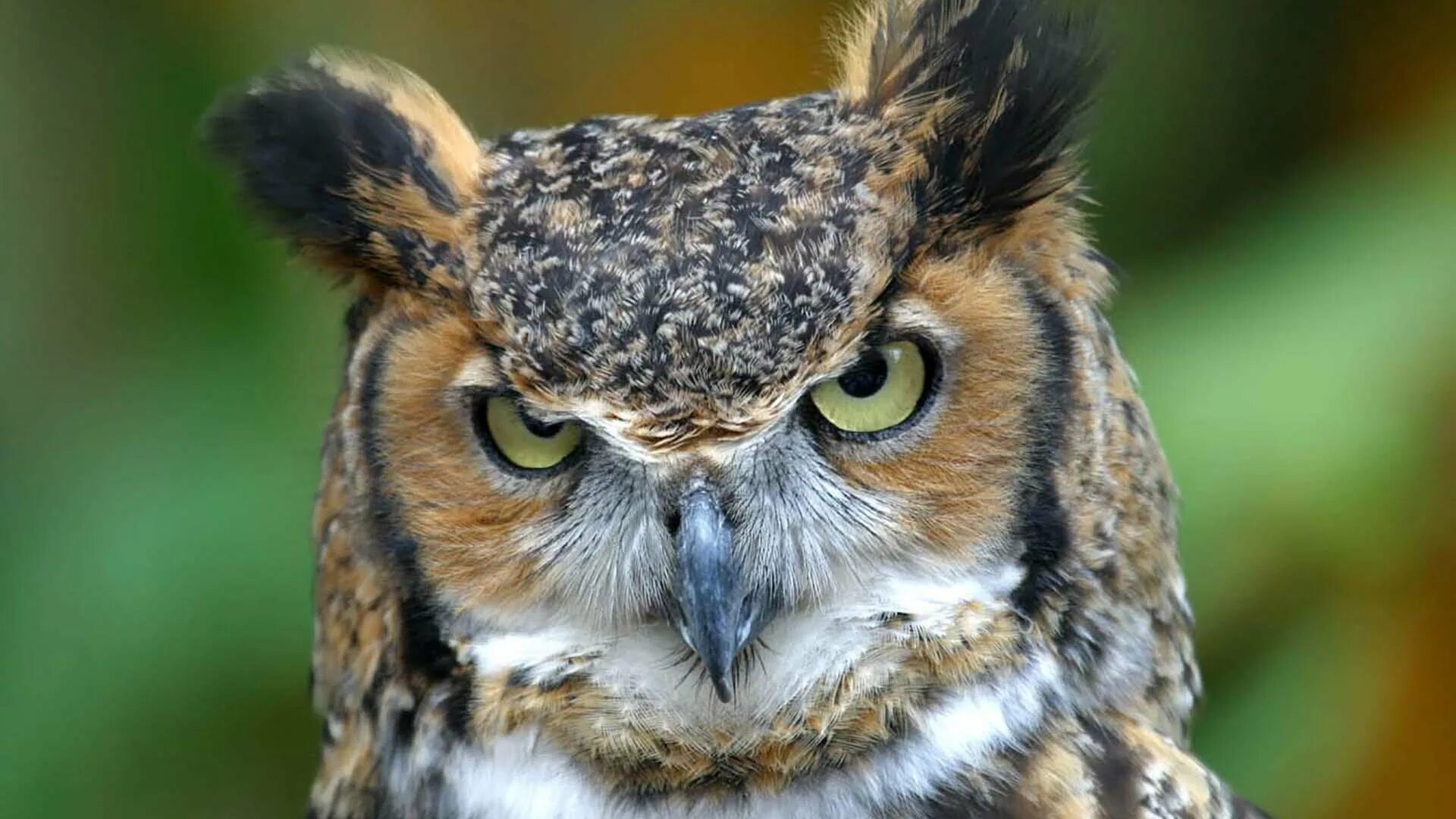 Плач совы. Сова птица. Прикольные совы. Бенгальский филин филин. Хитрая сова.