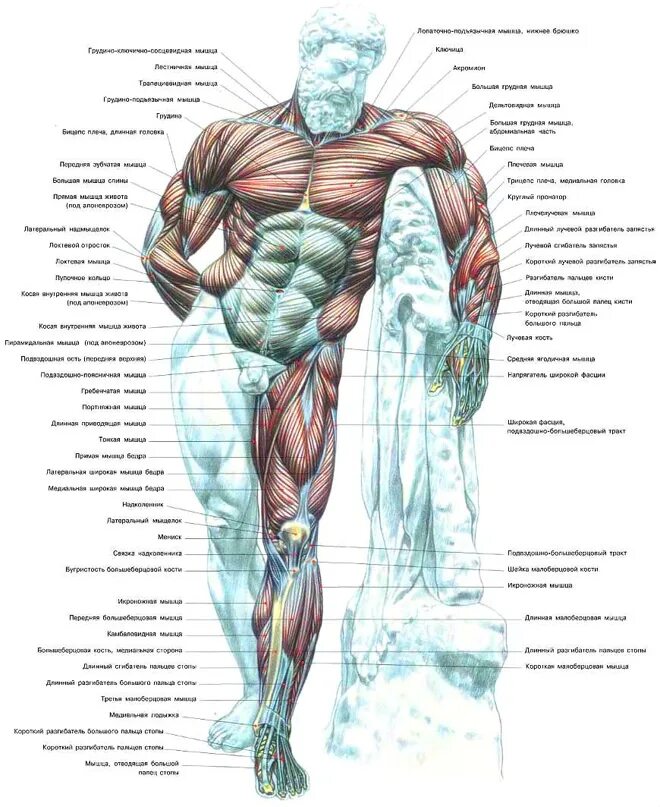 Человек с структурой строения мышц. Крупные группы мышц. Крупные группы мышц. Строение человека мышцы анатомия. Крупные группы мышц.