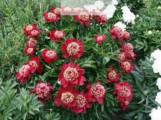 Саженцы пион Агродекор Pink Double AGRO1235 1 шт. - характеристики на Мегамаркет
