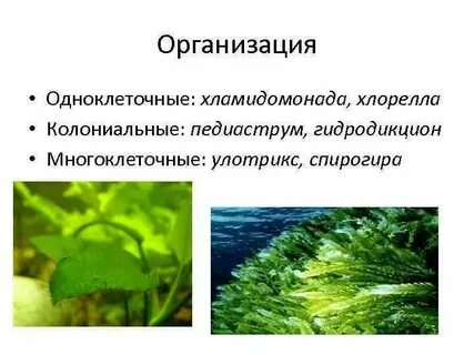 Систематика хламидомонады
