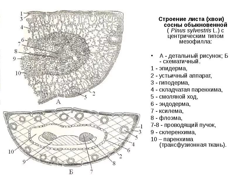 Поперечный срез хвои. Схема поперечного сечения древесины. Поперечный срез хвоинки сосны. Поперечное сечение ели. Поперечный срез хворсинки ели.