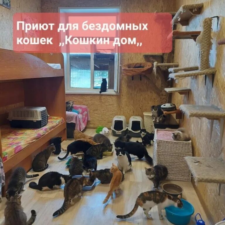Приют кошкин дом геленджик. Кошкин дом сыктывкар приют котята. Приют кошкин дом ярославль. Приют для кошек в тамбове кошкин дом. Сбор корма для приюта.