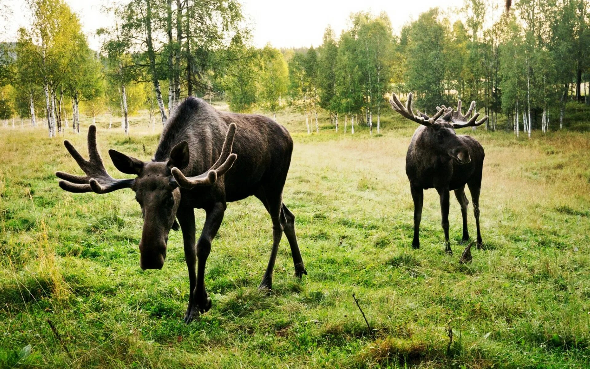 Лось. Лось фото. Два лося. Несколько лосей. К чему снится лось с рогами