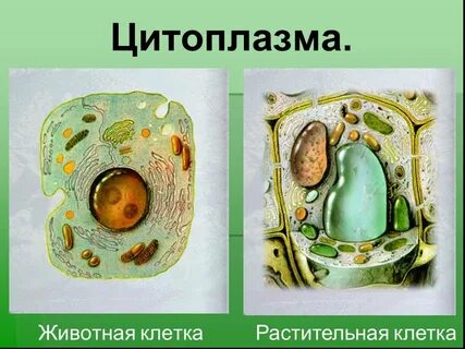 Особенности цитоплазмы