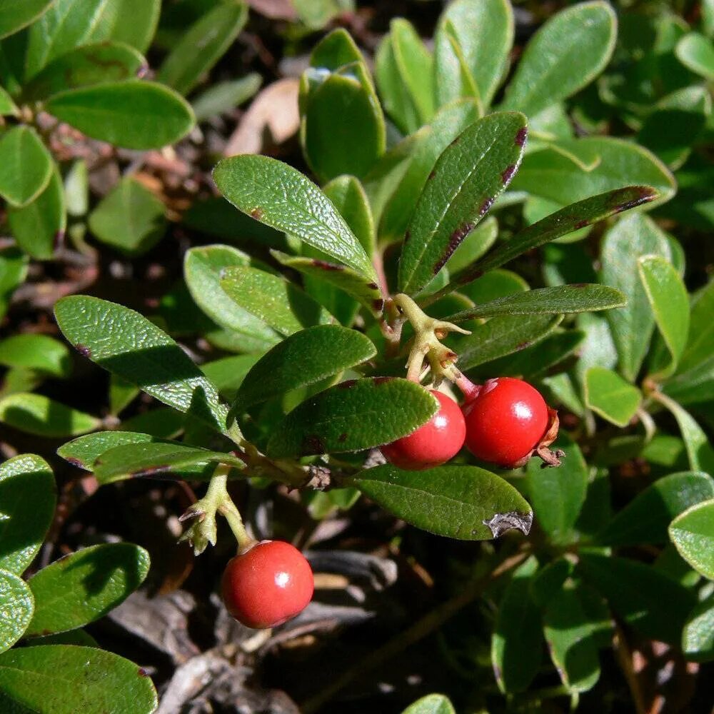 Толокнянка обыкновенная. Толокнянка обыкновенная растение. Толокнянка листья 50г. Толокнянка цветки формула. Толокнянка обыкновенная медвежье ушко.