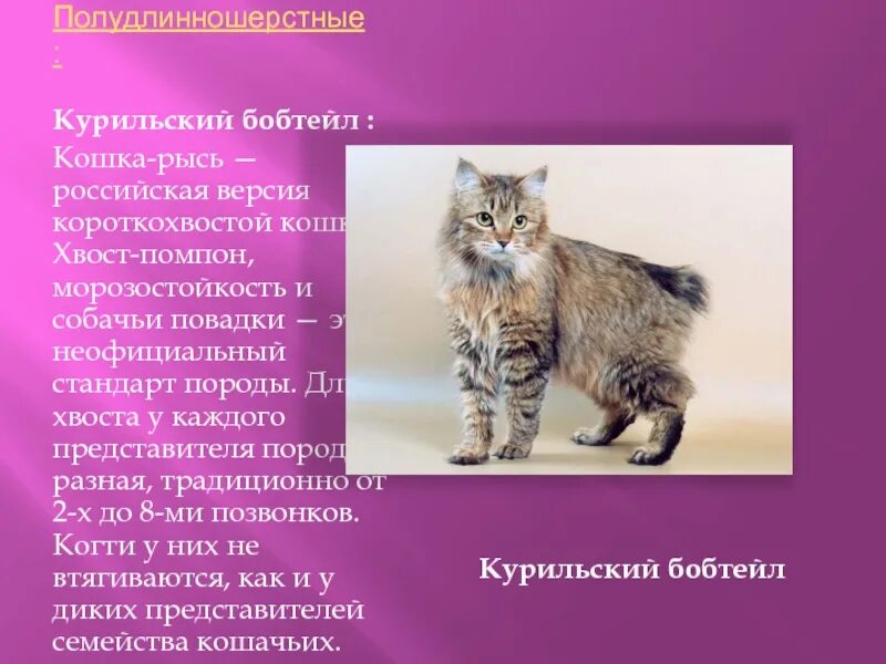Курильский бобтейл: кот без хвоста, но с большим сердцем - YouTube