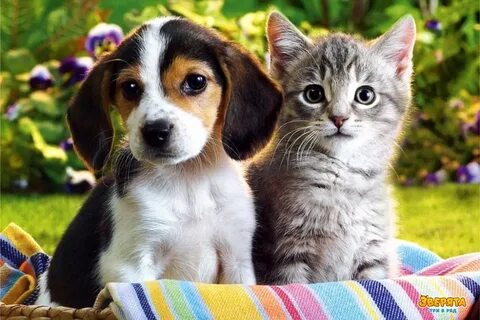 Для ребенка кошечки собачки
