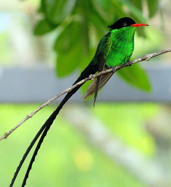 National bird. Вымпелохвостый Колибри Ямайка. Колибри птица Ямайка. Колибри дивный Шпательтэил. Птица доктор Ямайка.