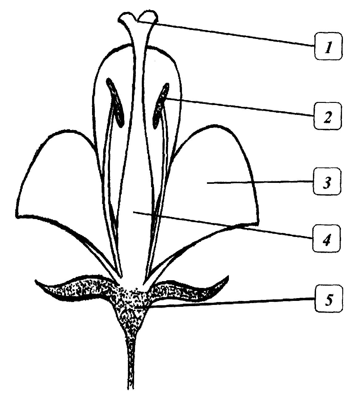 Строение растения рисунок с подписями. Околоцветник покрытосеменных растений. Чашечка чашелистик лист венчик черешок пестик пыльник. Строение цветка амариллиса схема. Околоцветник орхидеи.