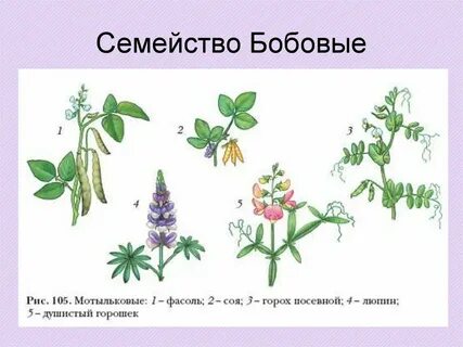 Признак семейства мотыльковых