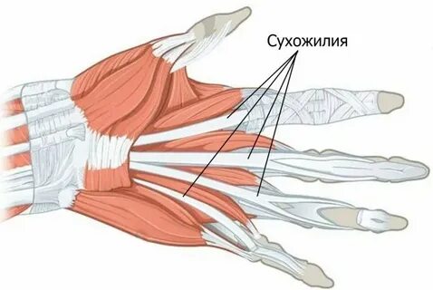 Сухожилия мышц вид ткани