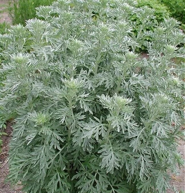 Артемизия фото. Полынь горькая (artemisia absinthium). Полынь горькая офс. Полынь мелколистная. Полынь горькая (artemisia absinthium).