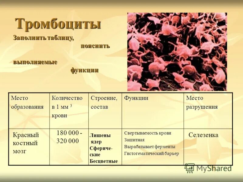 Лейкоциты в 1 мм3 крови. Строение тромбоцитов в крови человека. Тромбоциты строение и функции. Тромбоцитарный тромбоцит строение. Тромбоциты строение место образования функции.