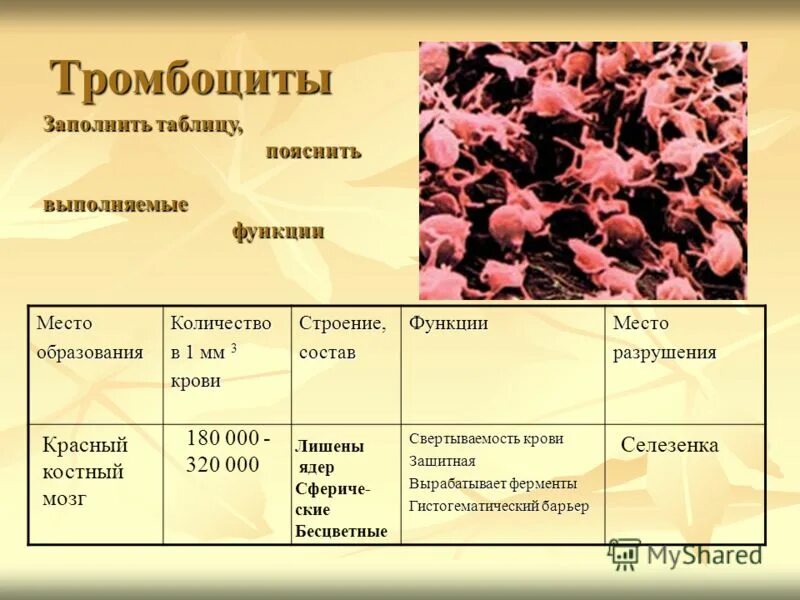 1 мм3 крови