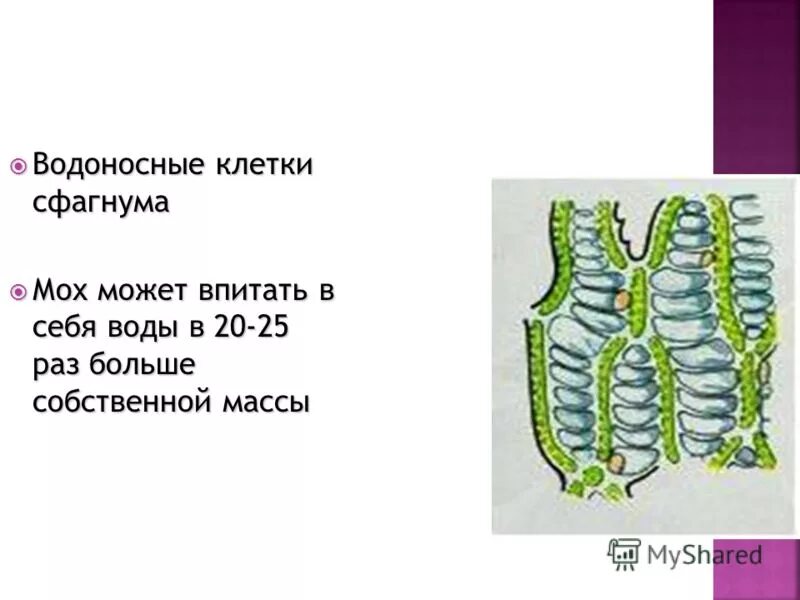 Мхи содержат водоносные клетки. Хлорофиллоносные клетки сфагнума. водоносные клетки мха сфагнума. водоносные клетки у мхов. клетки листа сфагнума.
