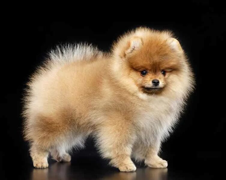 шпиц светлый. шпиц белый. мини шпиц. собачка за 300 тысяч рублей. померанский шпиц.