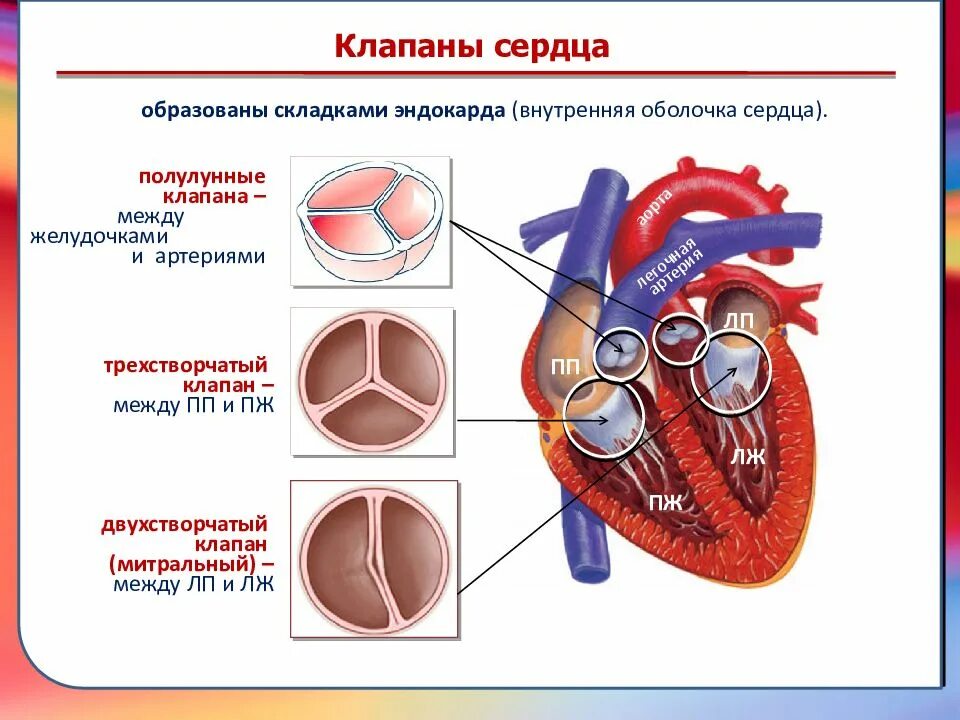 Название крови в правой части сердца. Клапаны сердца человека анатомия. Строение клапанов сердца. Клапаны сердца человека схема. Строение сердца трехстворчатый клапан.