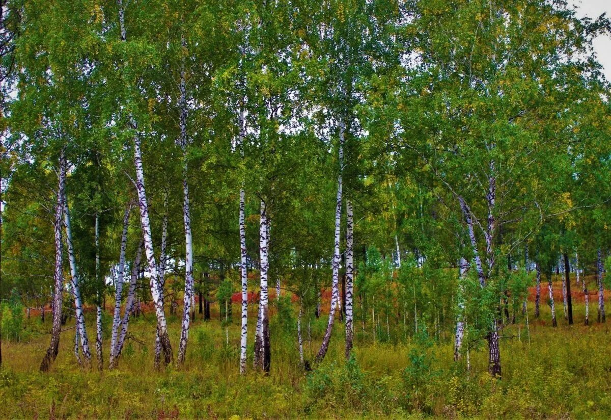 березовая роща красноуральск. березовая роща некрасовка. березовая роща ярославль. березовая роща ярославль. бологое березовая роща.