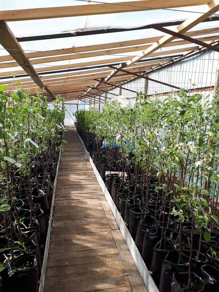 Плодопитомник горный щит екатеринбург. Питомник в горн. Сосна горная питомник. Питомник плодовых в брянске. Питомник в горн.