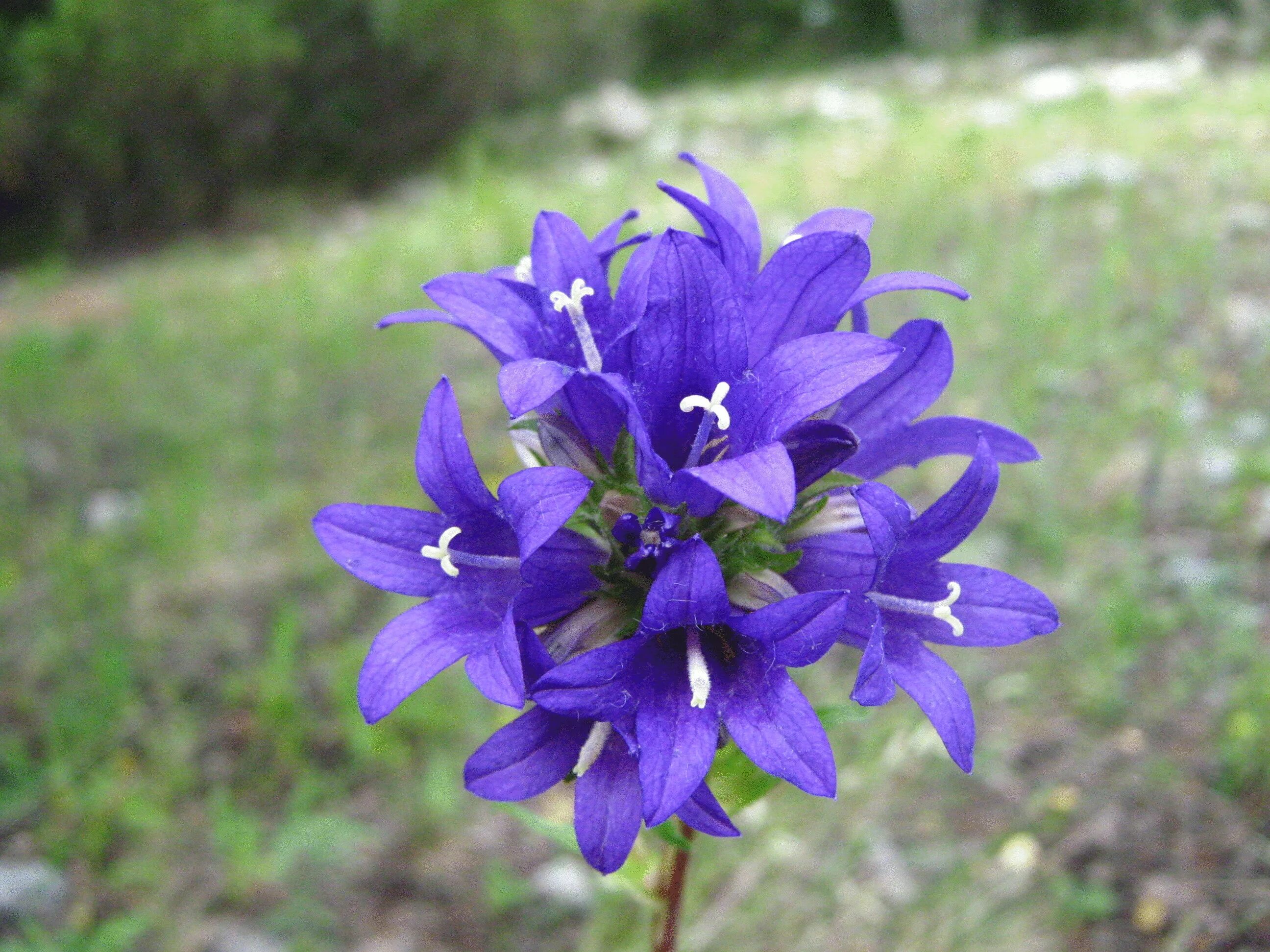 Poisonous flower. Аконит Ведьмин цветок. Аконит джунгарский. Аконит Кабуто. Ядовитые цвета.