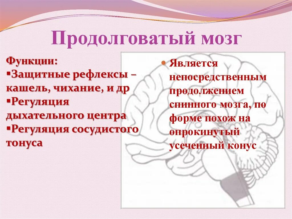 Каковы функции продолговатого. Функции продолговатого мозга человека кратко. Функции продолговатого мозга. Проводящие функции продолговатого мозга. Основные функции продолговатого мозга.