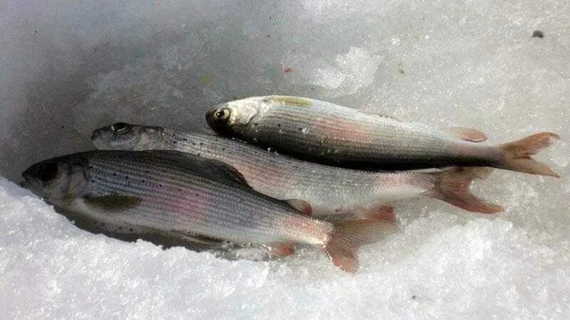 Хариус на реке зимой. Хариус на реке зимой. Омуль и хариус. Северная рыба хариус. Рыба хариус сибирский.