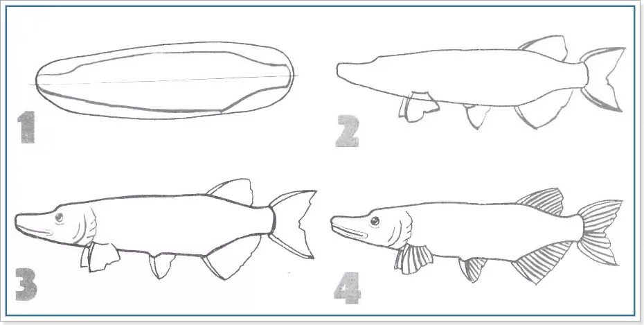 Щука рисунок. Схема рисования щуки. Пошаговое рисование щуки. Щука рисунок для детей карандашом.
