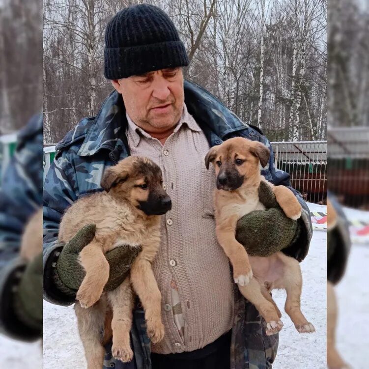 Майский день приют в контакте. Приют Майский день Иваново. Щенки в приюте Майский день. Приют Майский день в Иваново щенки. Собаки из приюта Майский день.