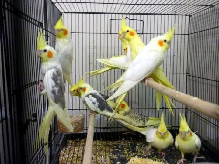 Клетка для попугая корелла. Попугаи в брянске. Корелла-нимфа. Корелла магазин. Корелла серый.