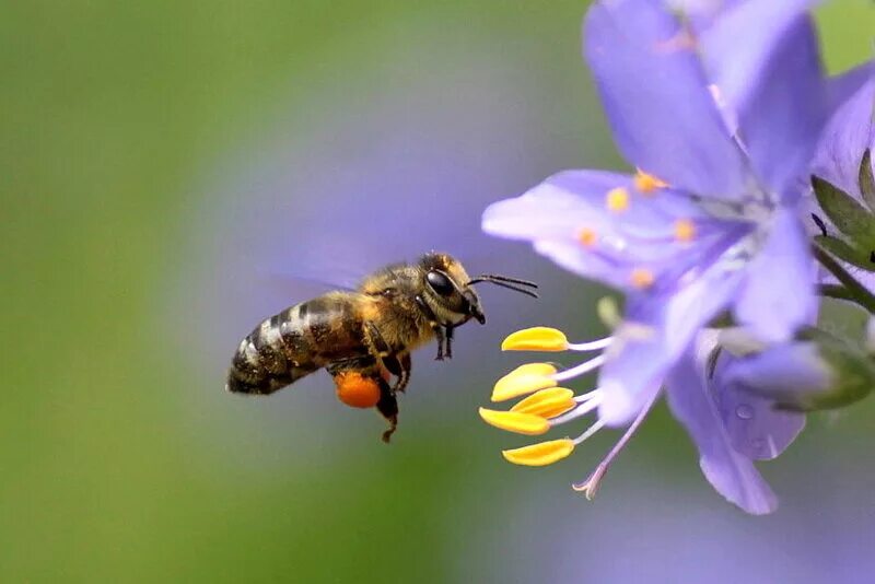 Пчела собирает нектар. Пыльца медоносная пчела. Плела собирает нектар. Пчела с нектаром. Нектар и пыльца цветов