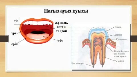 Ауыз алу