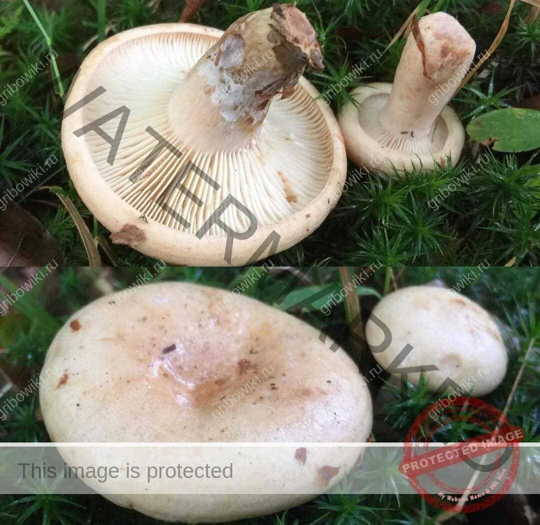 Как выглядит млечник. Волнушка белая lactarius pubescens. волнушка белая белянка. млечник бледный (lactarius pallidus). скрипица волнушка белая.