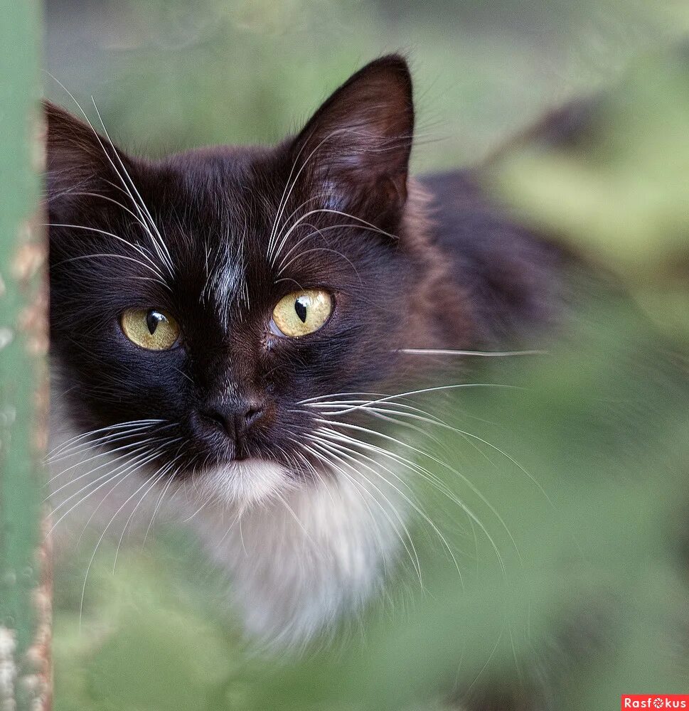 вышел котик