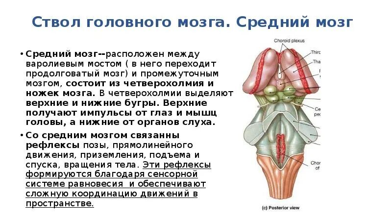 Мост ствол продолговатый мозг. Ствол головного мозга четверохолмия. Продолговатый мозг и варолиев мост. Ствол головного мозга варолиев мост. Какие функции выполняет ствол мозга