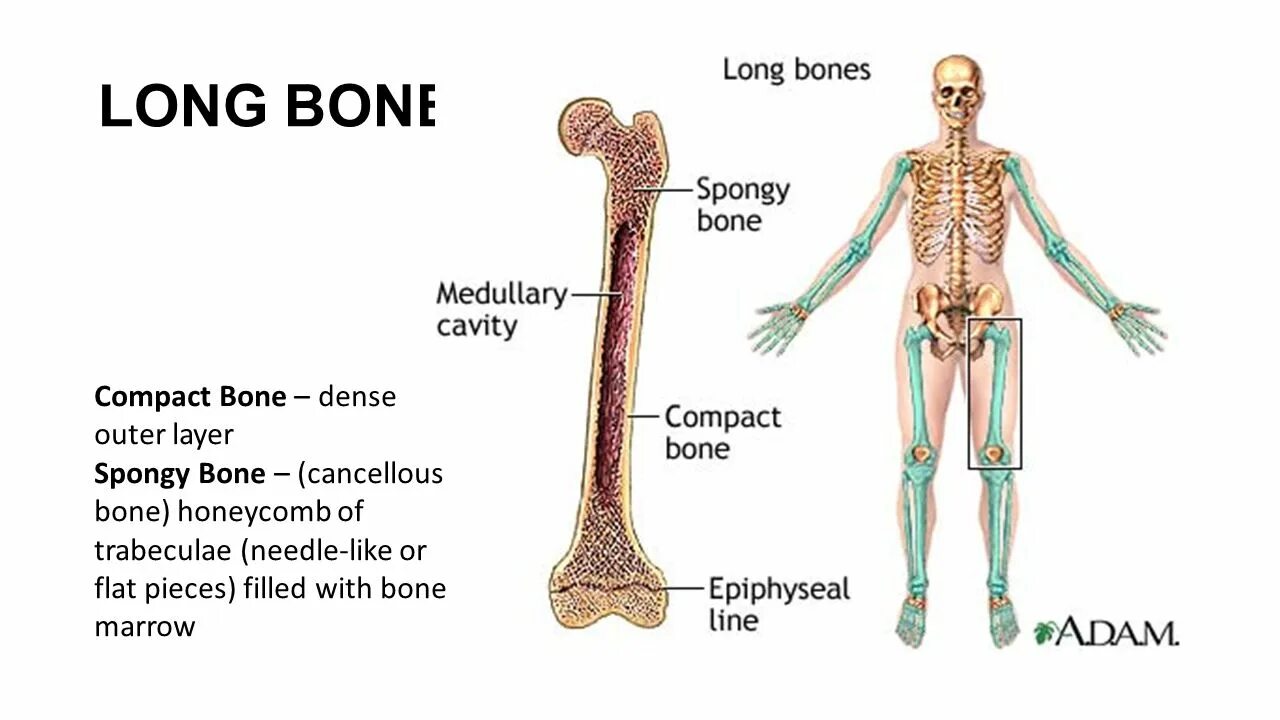 Long bone. Long Bones. Structure of long Bone.. Кости на испанском языке. Кости медицина.