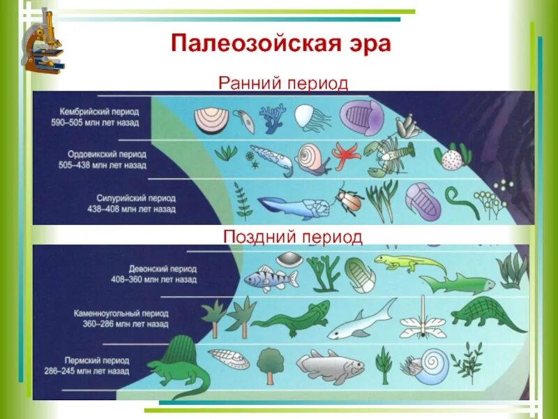 Последовательность возникновения живых организмов. Этапы развития жизни эры палеозой. Эволюция растений и животных в палеозое. Палеозой Кембрийский растения.