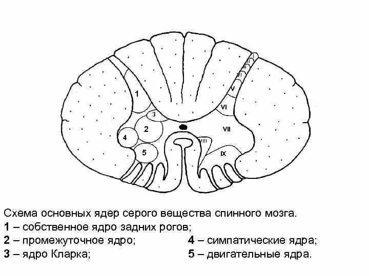 Центральное ядро спинного мозга. Ядра спинного мозга схема. Ядра серого вещества спинного мозга. Ядра серого вещества спинного мозга располагаются. Промежуточное вещество серого вещества спинного мозга.