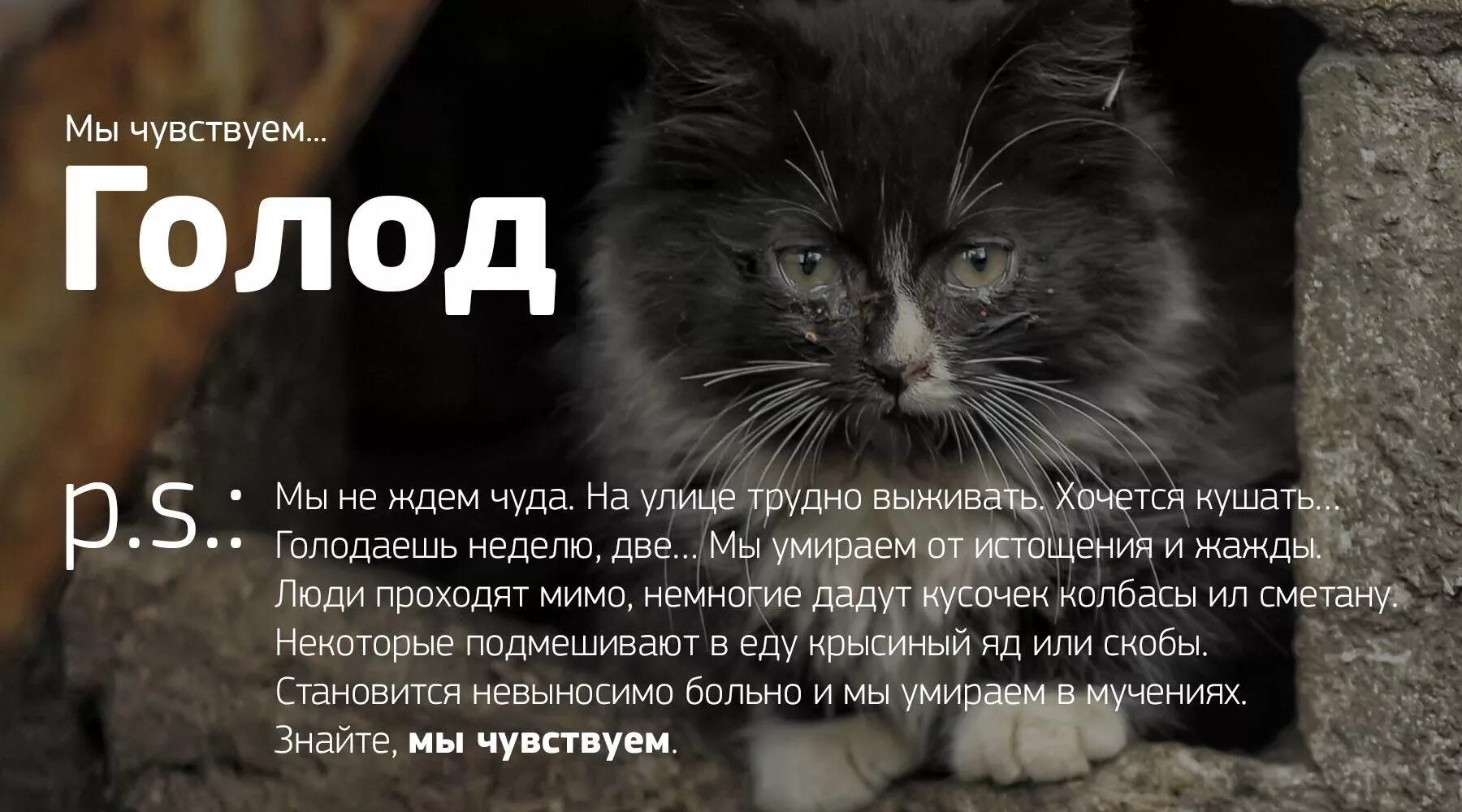 Красивые имена для кошек. Имена для кошек. Клички для котов. Клички для котов. Объявление бездомные коты.