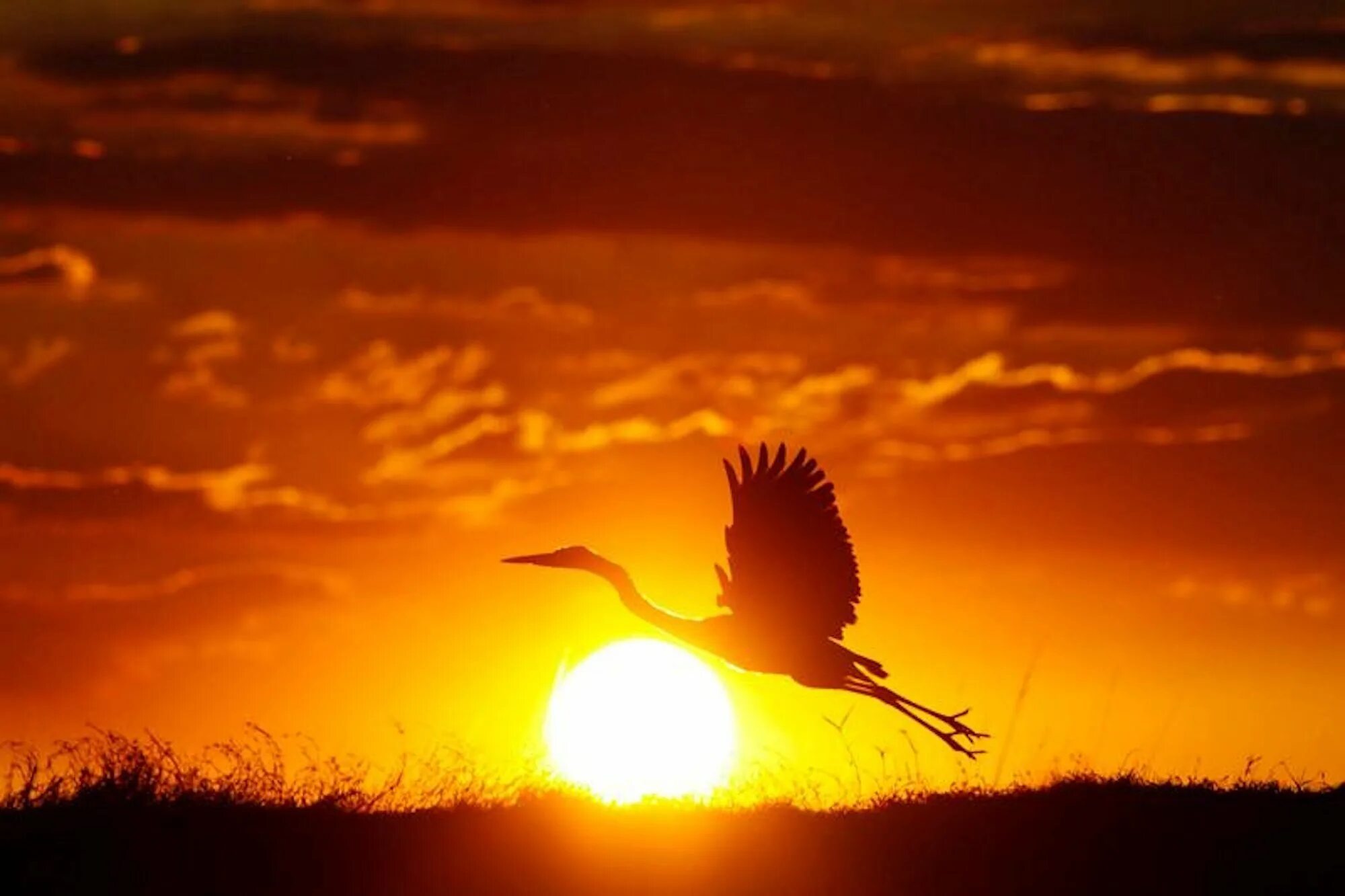 Лети поближе к солнцу. Птицы на закате. Птицы на рассвете. Птица в лучах солнца. Восход птицы.
